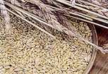 Conseil nutrition : grain ou ivraie ?