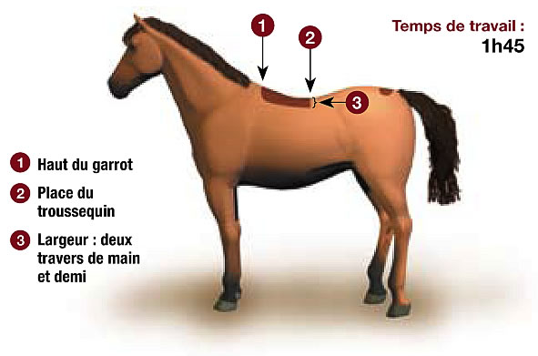 Bien Choisir Sa Tondeuse pour Chevaux